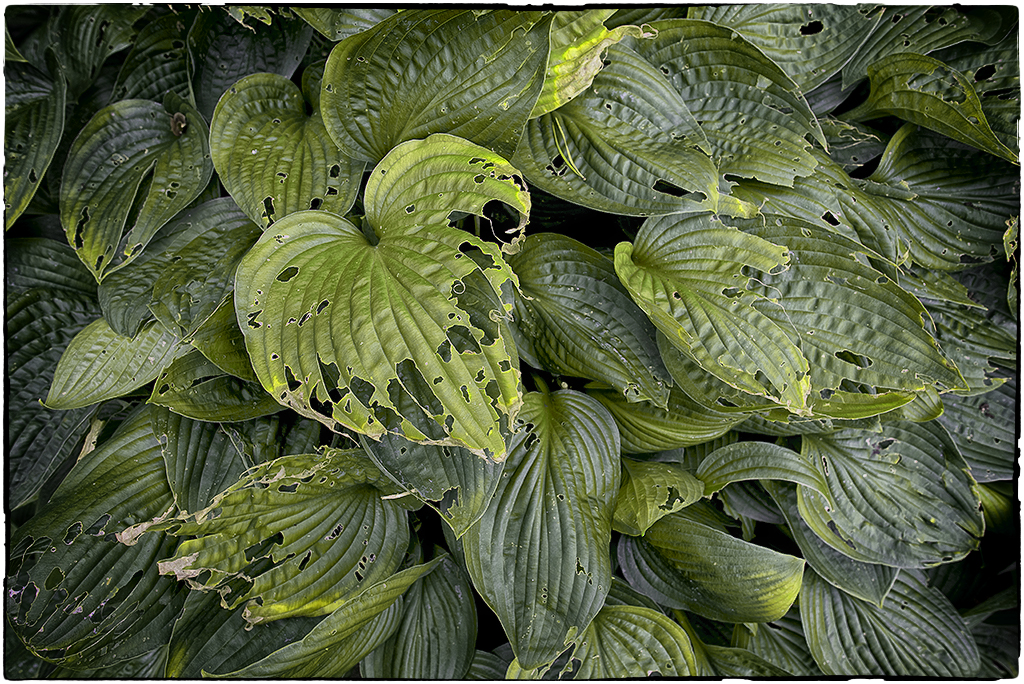 Schleswig Holstein Ostsee 09_2015 KA7_3898 als Smartobjekt-1 Kopie.jpg - Ich liebe diese kleinen Rundgänge durch die Natur. Es gibt immer wieder was interessantes zu fotografieren